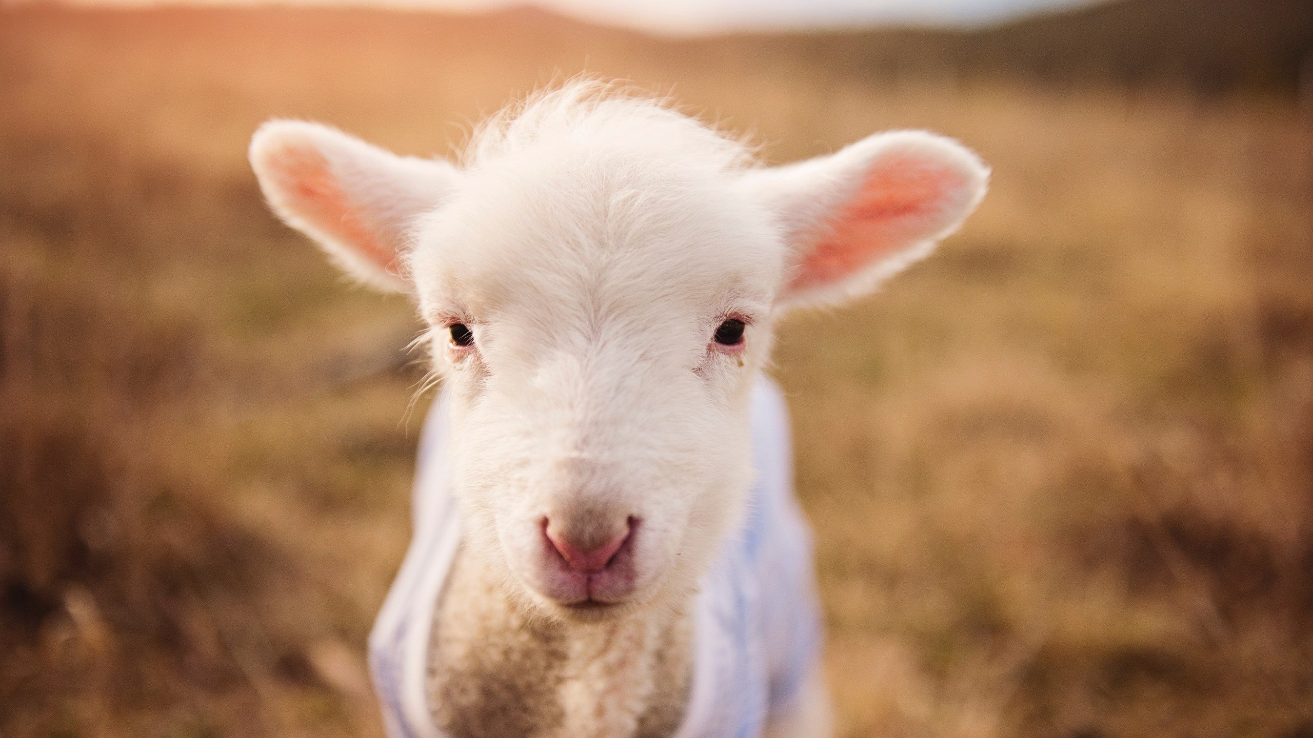 哈弗茨一锤定音，丹麦对阵加纳中，他用实力打破所有质疑